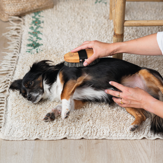 Brosse douce Toutou Petcare – Pour un moment de soin apaisant