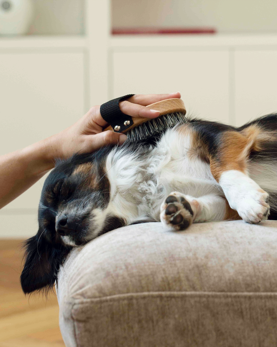 🌿 Shampoing sec Toutou Petcare certifié bio