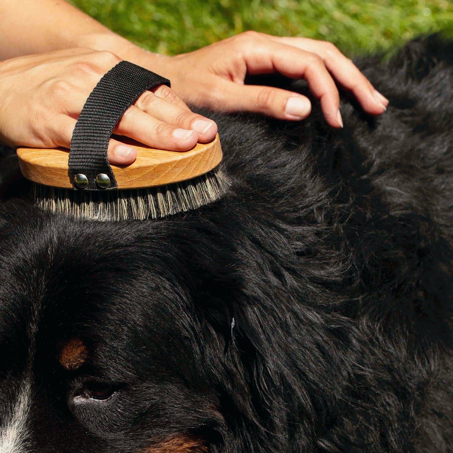Brosse douce Toutou Petcare – Pour un moment de soin apaisant