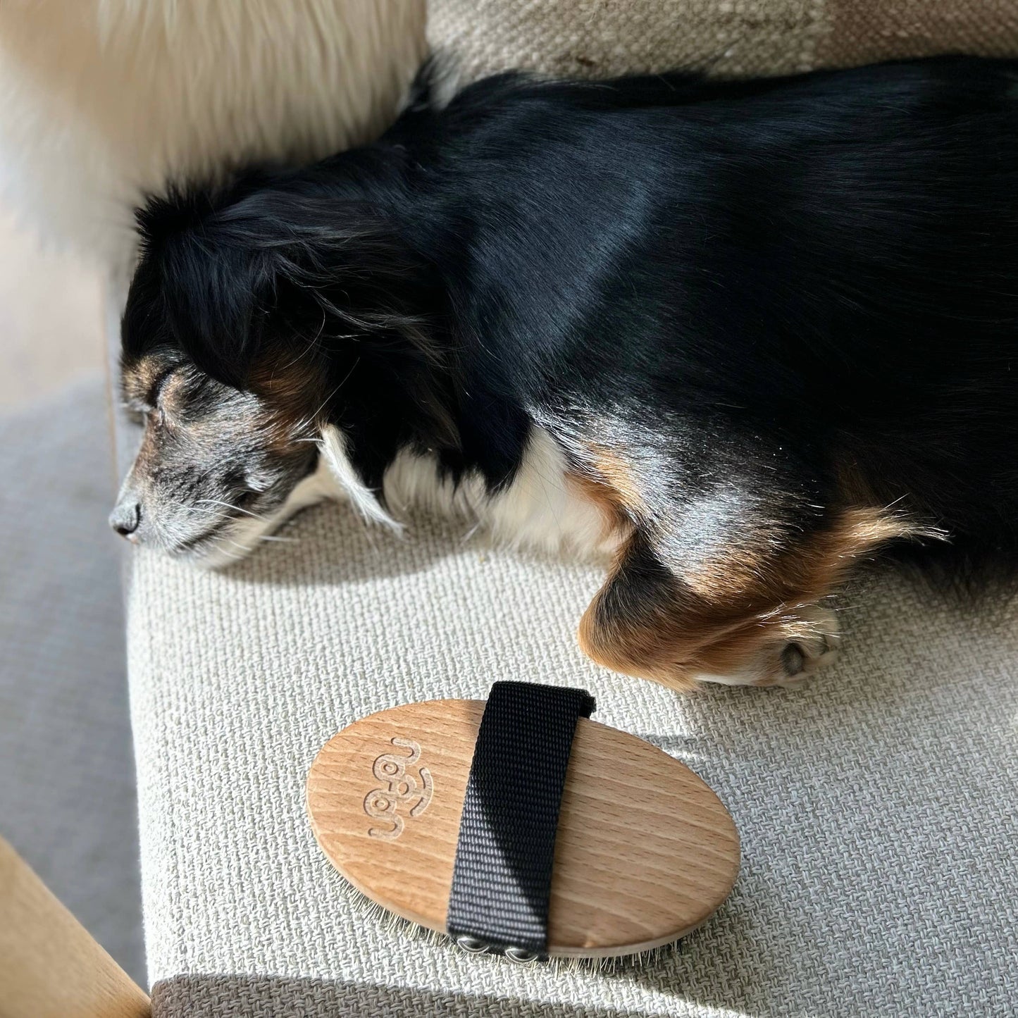 Brosse douce Toutou Petcare – Pour un moment de soin apaisant